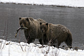 Brown Bears in The Yukon