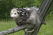 Female Opossum With Young