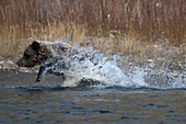 Wild Grizzly Bear Fishing