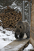 Wild Grizzly Bear Near Cabin