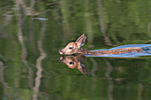 Whitetail Deer Fawn swimming