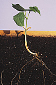 Bean seedling,roots and leaves