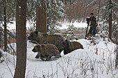 Wild Grizzly Bears Being Filmed