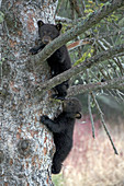 Wild American Black bear siblings