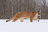 Mountain Lion walking through snow