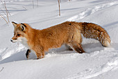 Red Fox searching for food in snow