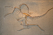 Skeleton Cast of Struthiomimus altus