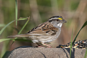 White-throated sparrow feeding on seed