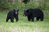 Wild American Black bear,female and male