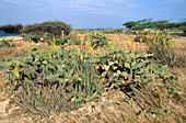 Wild Aloe on Aruba
