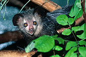 Aye-aye