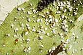 Cochineal Bugs