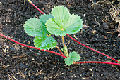 Strawberry Propagation