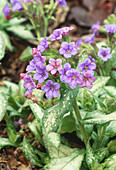 Blue Cowslip or Lungwort