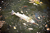Dead Rainbow Trout in Polluted Water