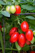 Tomato 'Juliet' on the vine