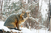 Grey Fox in snow