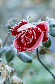 Rose with Frost