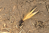 Ant Pulling Wheat