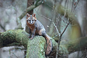 Grey Fox in a Tree