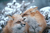 Red Foxes