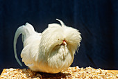 Bearded White Polish chicken