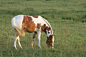 Horse Grazing