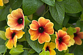 Thunbergia 'Apricot Smoothie' Blossoms