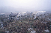 Lipizzaner Horses