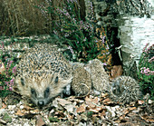 Hedgehog with young