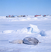 Harp seals (Phoca groenlandica)