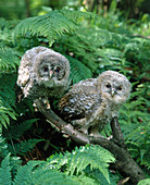 Eurasian Pygmy Owls