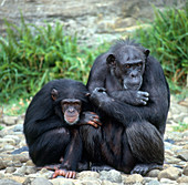 Chimpanzees (Pan troglodytes)