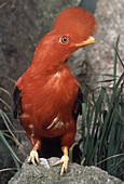 Andean (or Peruvian) Cock-of-the-rock