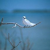 White or Fairy Tern