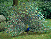 Peacock displaying