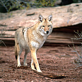 Coyote