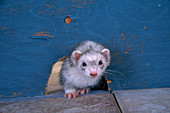 Silver Sable Ferret and mouse hole
