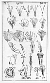 Historical Botanical Illustration