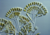 Colonial Diatoms