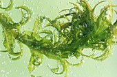 Photosynthesis in Canadian pondweed