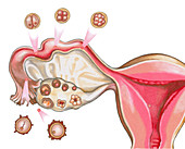 Ovulation