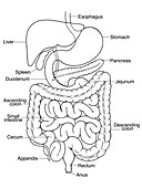 Illustration of Abdomen