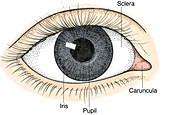 Illustration of Human Eye