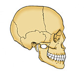Illustration of Human Skull