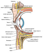 Illustration of Eye Anatomy