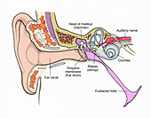 Illustration of Ear Anatomy