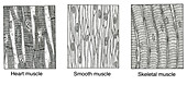 Illustration of Muscle Types