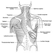Illustration of Back Muscles