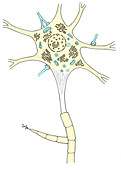 Illustration of Motor Neuron